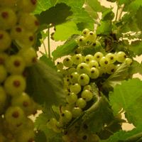 c0062361_21583166.gif