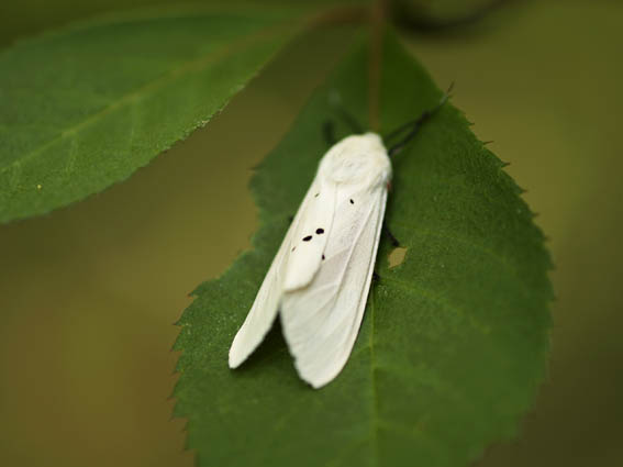 b0053192_2134640.jpg