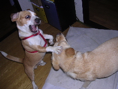 c0065643_21171039.jpg