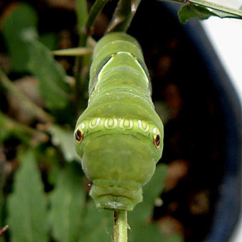 c0067459_10111355.jpg