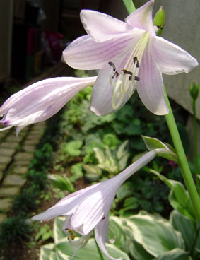 d0000274_10112695.jpg