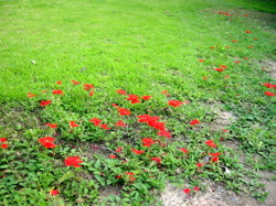 b0046038_20364761.jpg