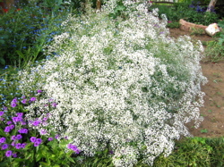 b0046038_20373255.jpg