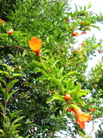 b0046038_20445350.jpg