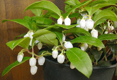 a0001354_2253656.jpg