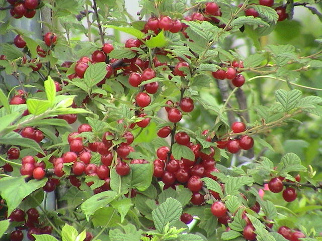 b0061261_21444657.jpg