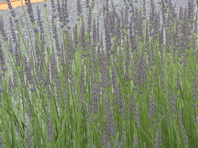 b0061261_21473426.jpg
