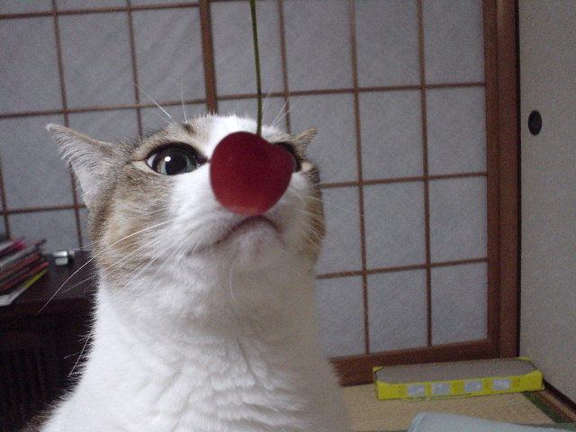 a0036181_2342620.jpg