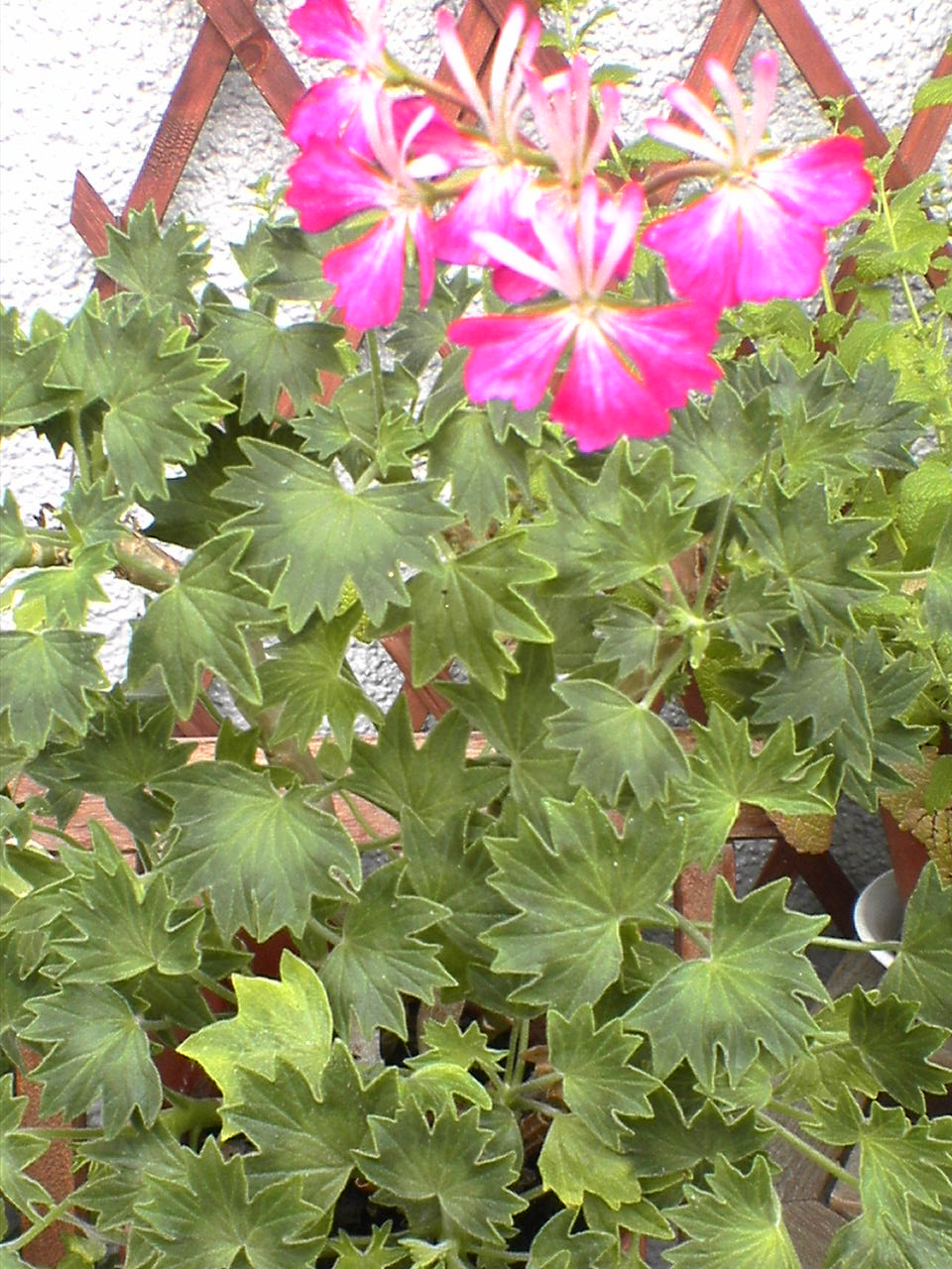e0005887_0411999.jpg