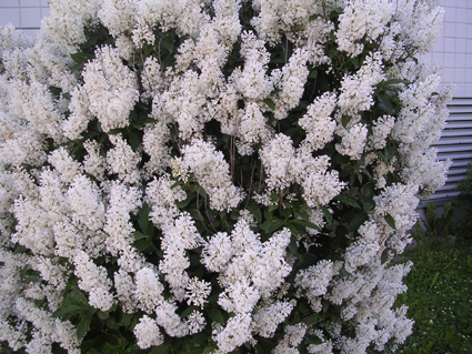 c0006748_604834.jpg