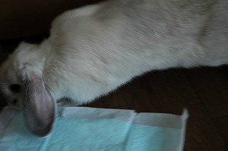 c0032257_14332246.jpg