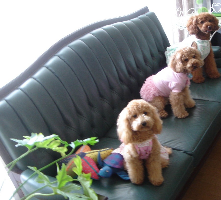 c0041207_8313737.jpg
