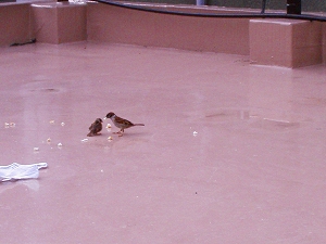 b0006329_21585039.jpg