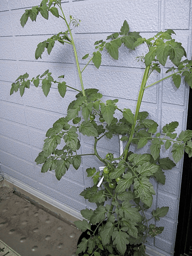 a0006605_8474218.gif