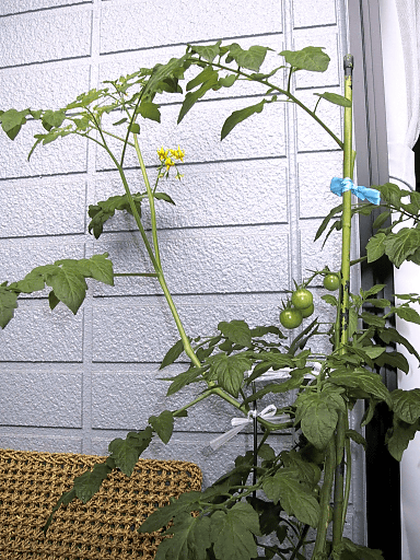 a0006605_8483032.gif
