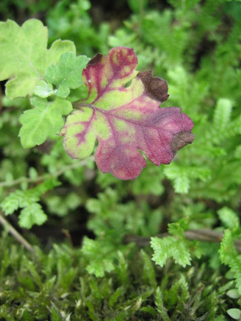 e0009147_1742374.jpg