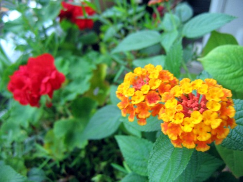 c0033541_922253.jpg