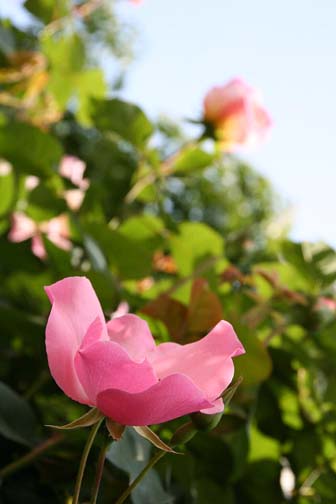 a0035442_147196.jpg