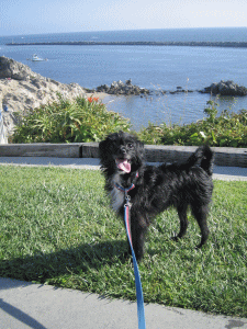 b0035453_1330066.gif