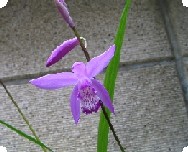 c0020059_10583325.jpg