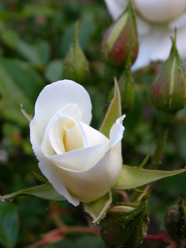 d0008925_061680.jpg