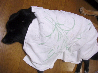 c0065643_21152911.jpg