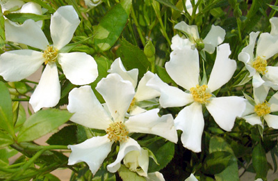 a0001354_20314779.jpg