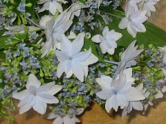 b0039373_13524089.jpg