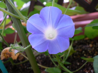b0044528_21415124.jpg