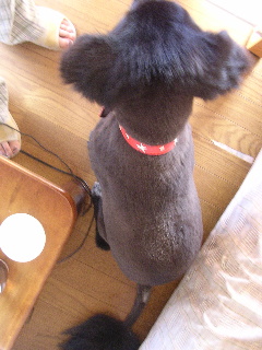 c0065643_16154777.jpg