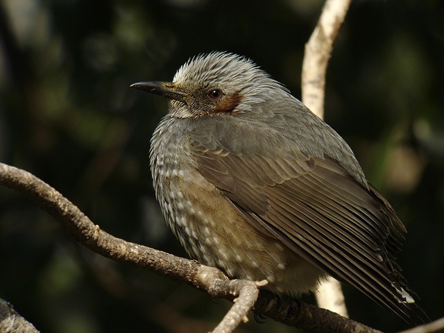 b0069564_2148466.jpg