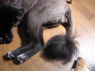 c0065643_11414490.jpg