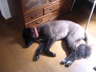 c0065643_11474464.jpg