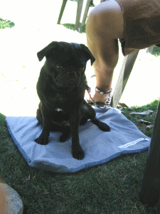 b0035453_13575988.gif