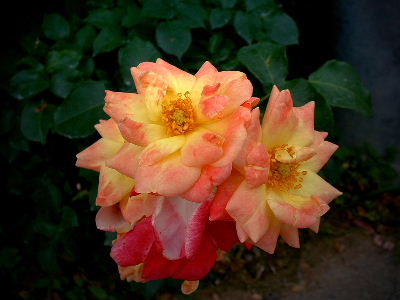b0015260_923688.jpg