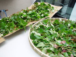 a0011999_2112413.jpg