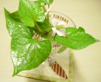 a0011999_21333032.jpg
