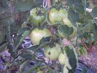 c0068149_1737984.jpg