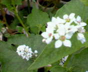 c0017061_21372832.jpg