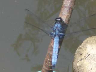 b0061107_9203362.jpg