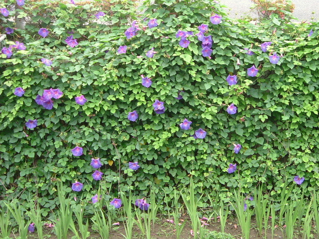 b0055171_2373270.jpg