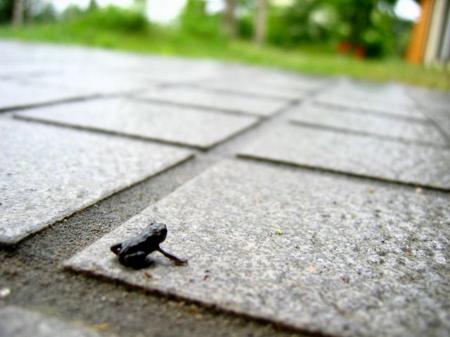 c0003036_1857136.jpg