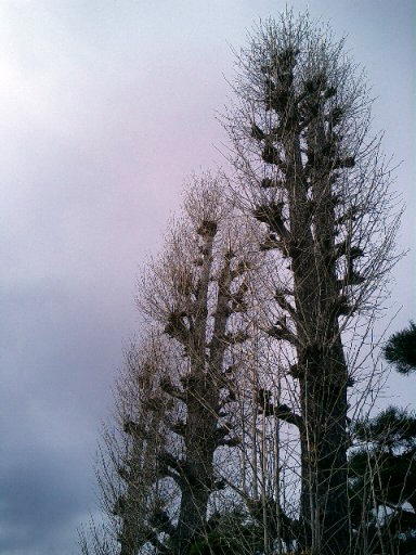 e0009147_11435923.jpg