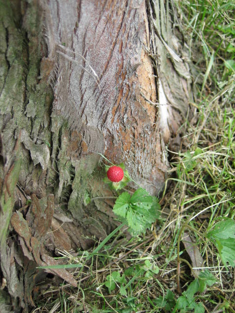 e0009147_1153877.jpg