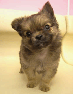 e0009391_1538471.gif