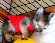 e0009391_1540537.gif