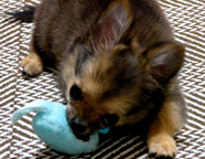 e0009391_18515096.gif
