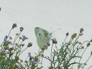 b0061107_1013131.jpg