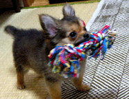 e0009391_1921592.gif