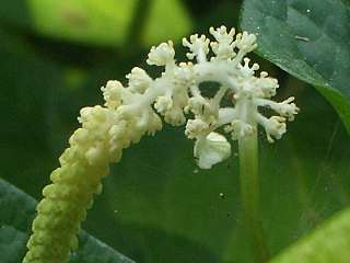 b0061107_21532777.jpg